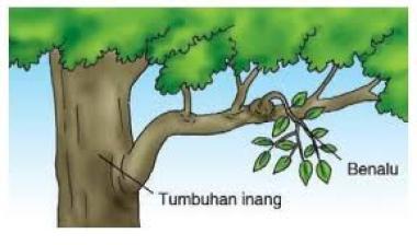 Meningkatkan Persiapan Ujian dengan Tryout Online IPA Tumbuhan
